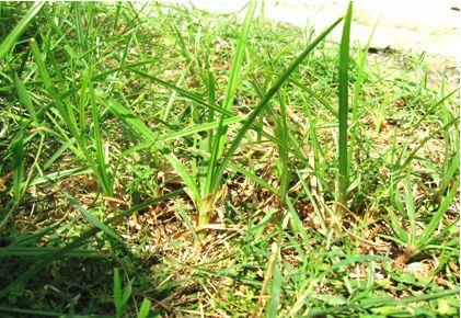 Manfaat rumput teki (sebagai tanaman herbal) 3
